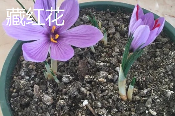 藏红花有什么花语，具有欢乐喜悦、思念家人等含义
