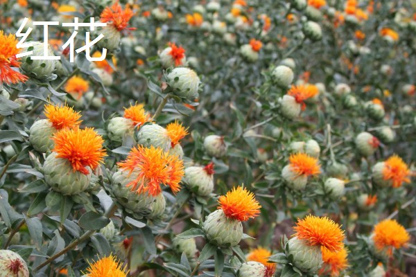 藏红花有什么花语，具有欢乐喜悦、思念家人等含义