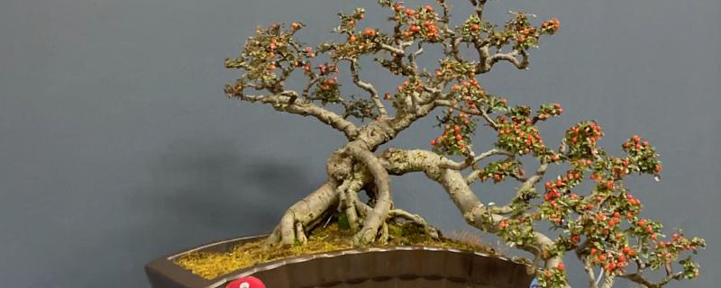 红花荀子如何养殖，喜欢在温暖的环境中生长