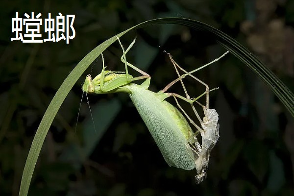 螳螂和蝉是不是昆虫，都属于昆虫