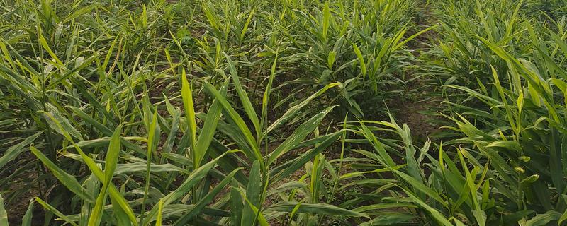 生姜苗枯萎了怎么处理，需加强肥水管理