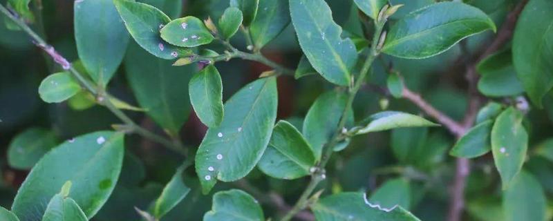 柃木的流蜜条件，花期10月至翌年2月