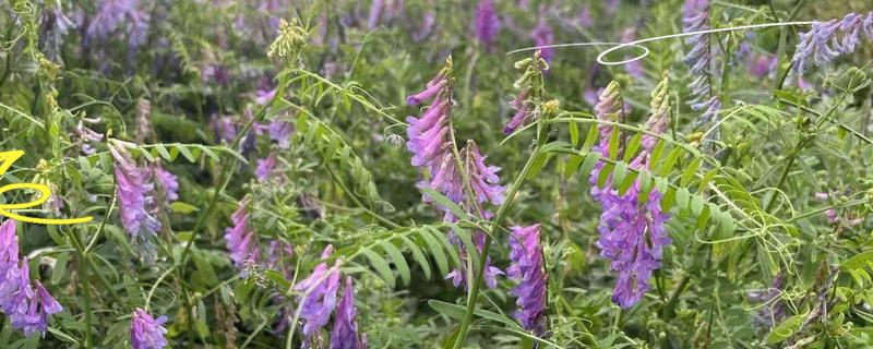 苕子的简介，属于豆科草本植物