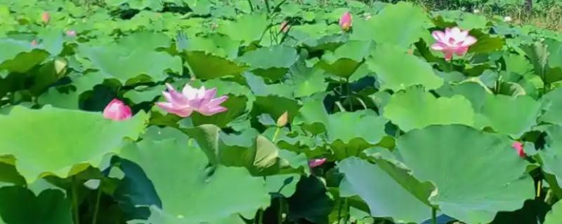 如何怎样自制荷花淤泥，可以直接去池塘中挖取底部的泥土