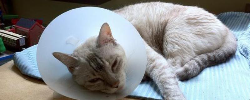 猫为什么会拉血尿，可能是膀胱炎、膀胱外伤等因素所致