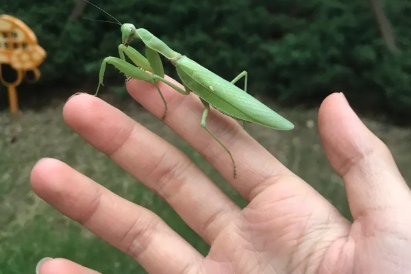 螳螂和蝉是不是昆虫，都属于昆虫