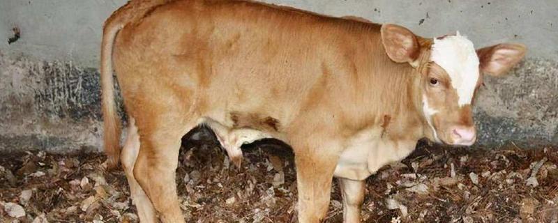 牛病毒性腹泻用什么药，可以使用丁胺卡那霉素注射液