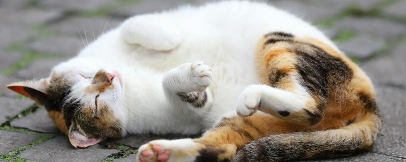 如何鉴别猫是否患上肿瘤，主要有以下三种方式