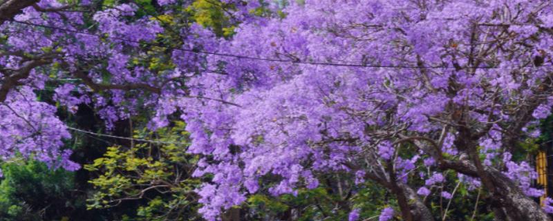 哪些树适合在夏天种植，常见的有榕树、紫薇树等品种