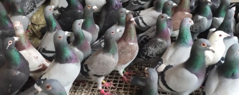 多大的鸽子叫青年鸽，1-2年的鸽子算青年鸽