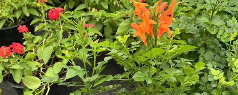 凌霄花要不要打顶，生长是需要打顶的