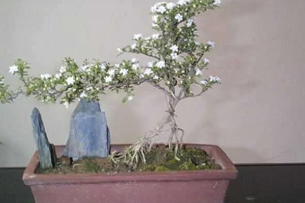 六月雪盆景冬天怕不怕冻，冬天怕冻