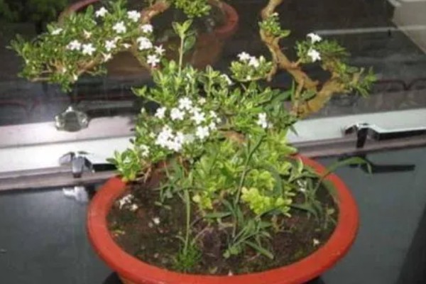 六月雪盆景冬天怕不怕冻，冬天怕冻