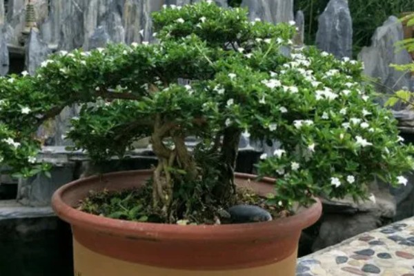 六月雪盆景冬天怕不怕冻，冬天怕冻