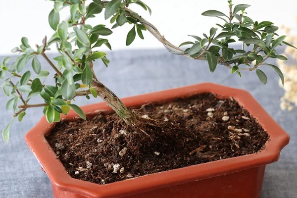 六月雪盆景冬天怕不怕冻，冬天怕冻