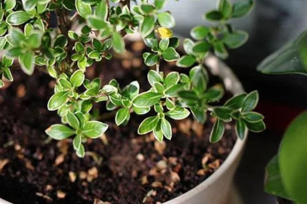 六月雪盆景冬天怕不怕冻，冬天怕冻