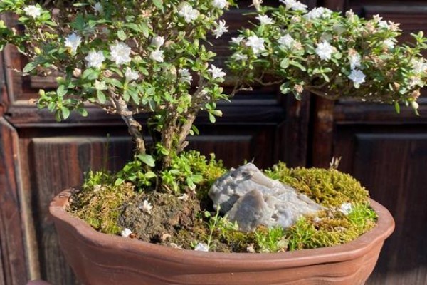 六月雪盆景冬天怕不怕冻，冬天怕冻