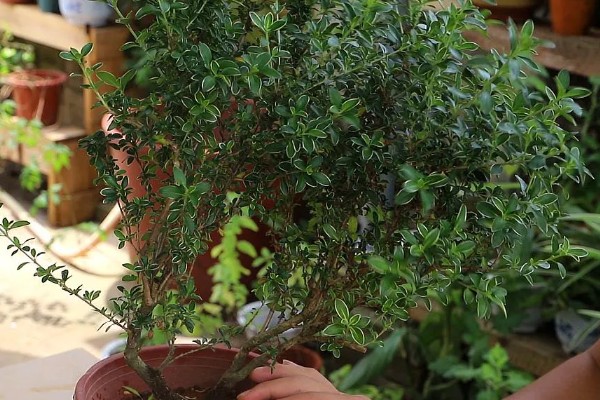 六月雪盆景冬天怕不怕冻，冬天怕冻