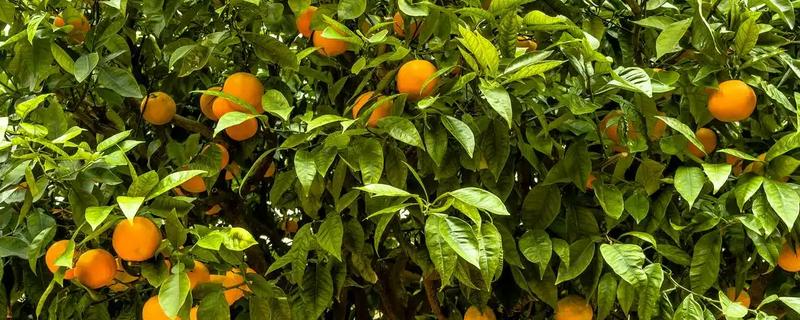 桔子树可以露天过冬吗，可以露地过冬