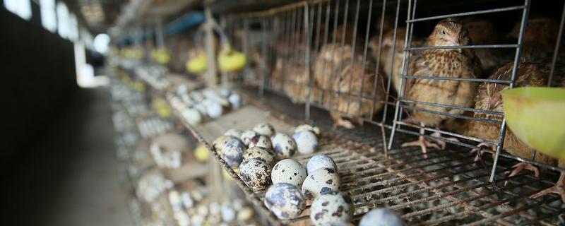 新手养鹌鹑的方法，要及时进行免疫注射