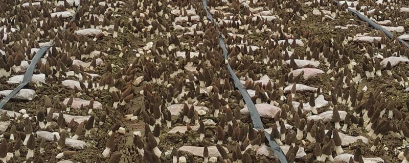 羊肚菌如何种植，喜欢生长在低温高湿的环境中