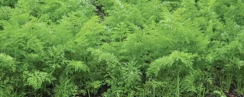 秋胡萝卜的最晚种植时间，可选择7月中旬至8月下旬