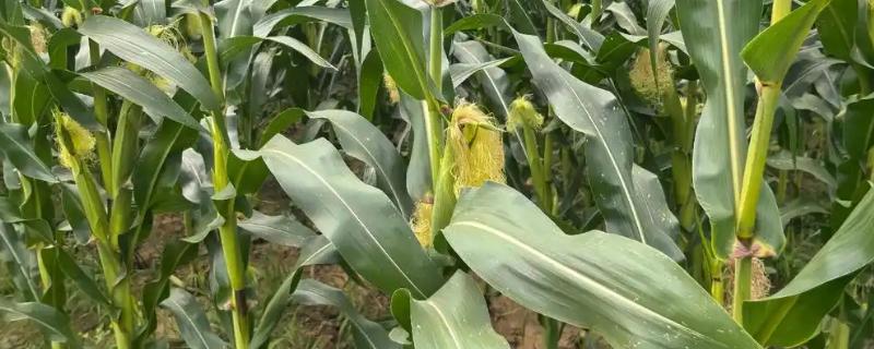 哪些作物在秋天成熟，常见水稻、萝卜、大豆等品种