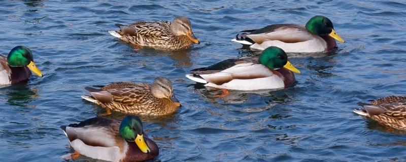 野鸭是不是保护动物，中华秋沙鸭是国家一级保护动物