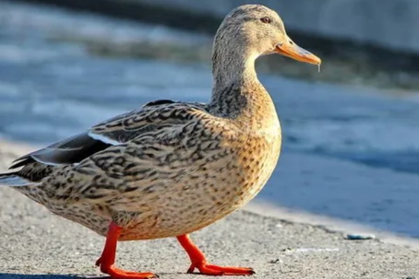 鸭子有多少条腿，只有两条腿