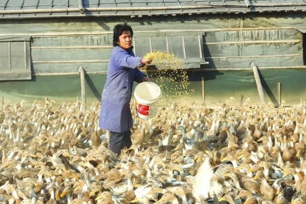 鸭子有多少条腿，只有两条腿