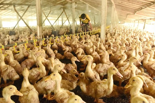 鸭子有多少条腿，只有两条腿