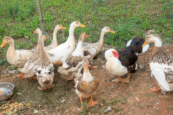 鸭子有多少条腿，只有两条腿
