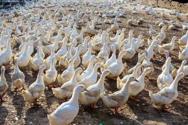 鸭子有多少条腿，只有两条腿