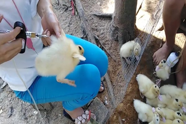 鸭子有多少条腿，只有两条腿