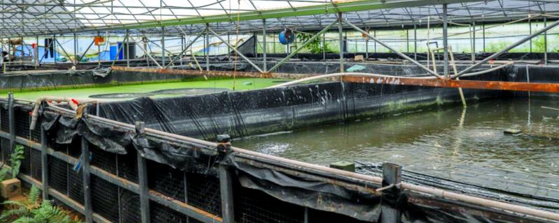 虾池里面有很多虫子怎么办，清理淤泥可减少虫子的食物来源