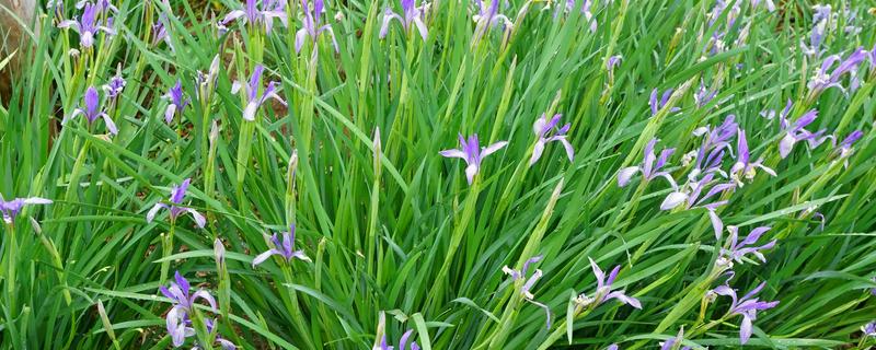 马蔺的养殖方法，建议用沙壤土种植