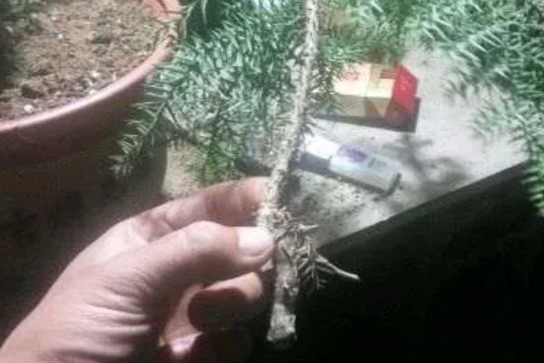 澳洲杉叶子发黄如何处理，遇到强光时要剪除黄叶并放在阴凉处养护