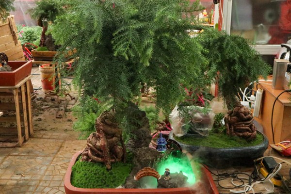 澳洲杉叶子发黄如何处理，遇到强光时要剪除黄叶并放在阴凉处养护