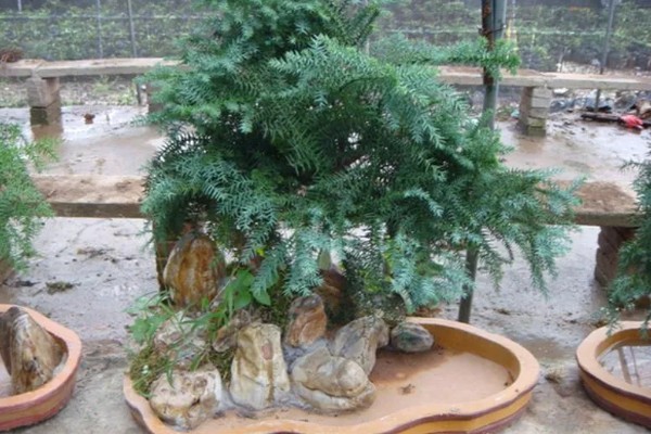 澳洲杉叶子发黄如何处理，遇到强光时要剪除黄叶并放在阴凉处养护