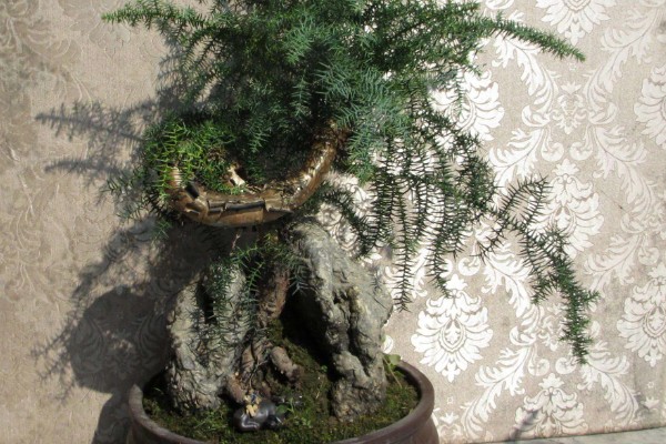 澳洲杉叶子发黄如何处理，遇到强光时要剪除黄叶并放在阴凉处养护