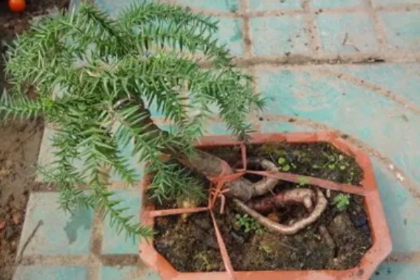 澳洲杉叶子发黄如何处理，遇到强光时要剪除黄叶并放在阴凉处养护