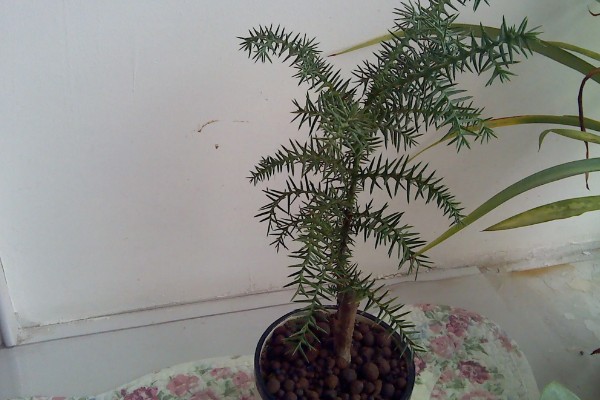 澳洲杉叶子发黄如何处理，遇到强光时要剪除黄叶并放在阴凉处养护