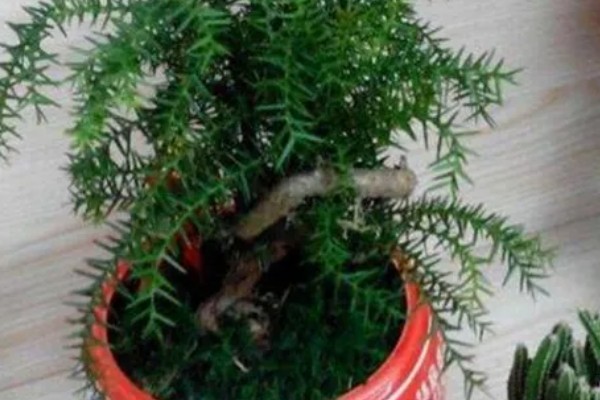 澳洲杉叶子发黄如何处理，遇到强光时要剪除黄叶并放在阴凉处养护