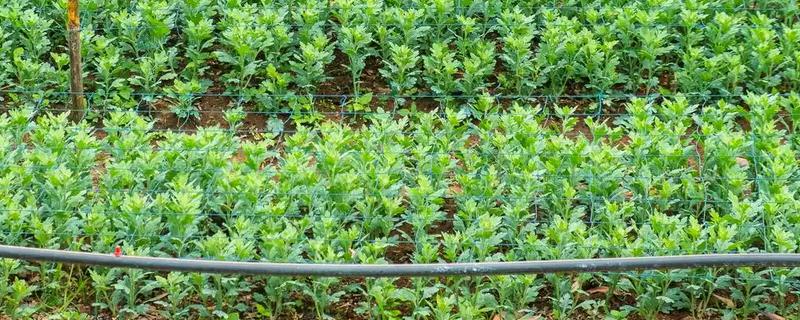 冰菜的种植环境，适合生长在5-25度的环境