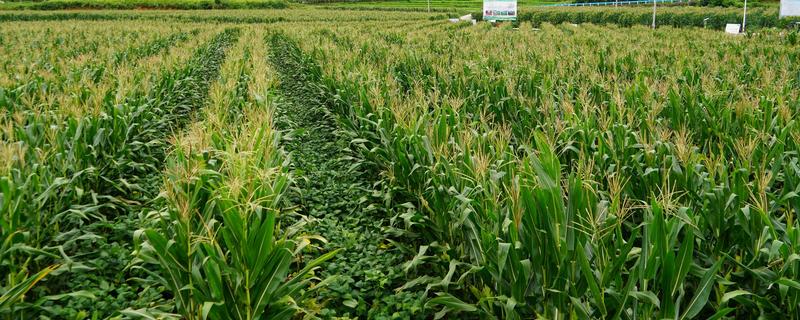 玉米高产方法，可栽培产量高、抗逆能力强的品种