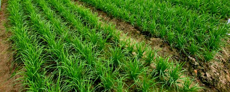 韭菜田的常见除草剂，有除草通、地乐胺乳油等