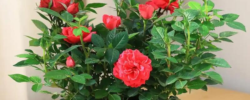 月季冬天会被冻死吗，长期处于0℃以下的环境中会被冻伤