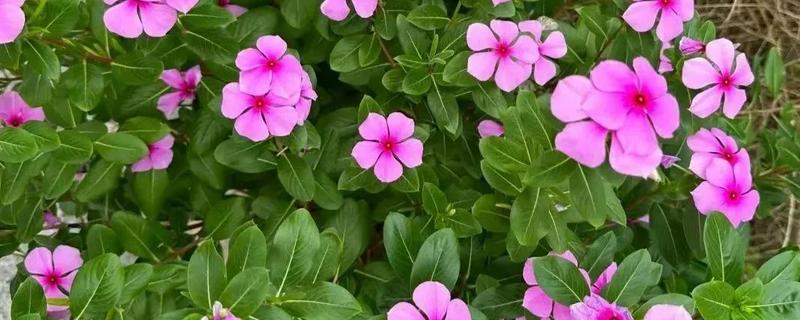 长春花有没有毒，是一种有毒的植物