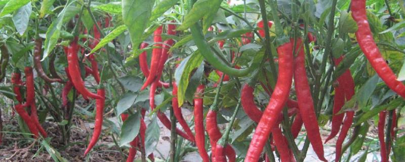 全国优质辣椒品种，有中椒4号、中椒7号等
