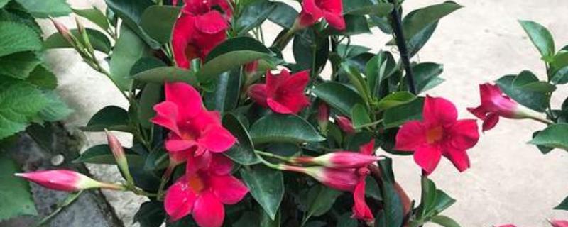 飘香藤怎么养殖，每隔3-4个星期追施一次复合肥